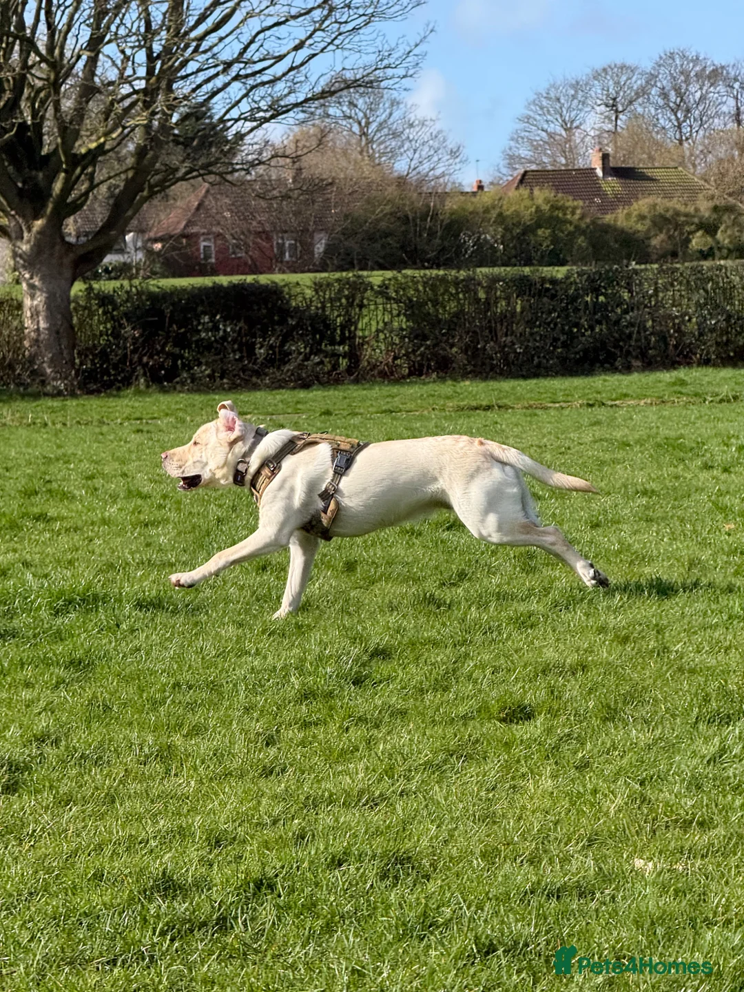 Labrador Retriever dogs for stud: Well-Trained Labrador Stud. Calm Temperament - Advert 2