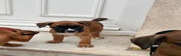 Boxer dogs for sale: READY NOW- Stunning boxer puppies - Advert 14