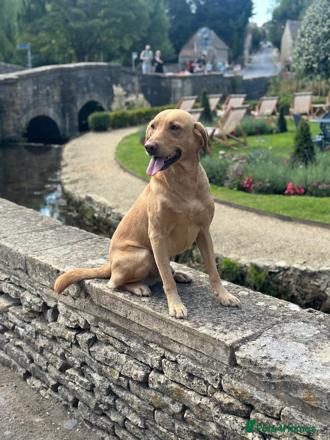 Labrador Retriever dogs for stud: ⭐️REGGIE⭐️ PROVEN KC REG WORKING LABRADOR STUD in Chelmsford - Advert 2