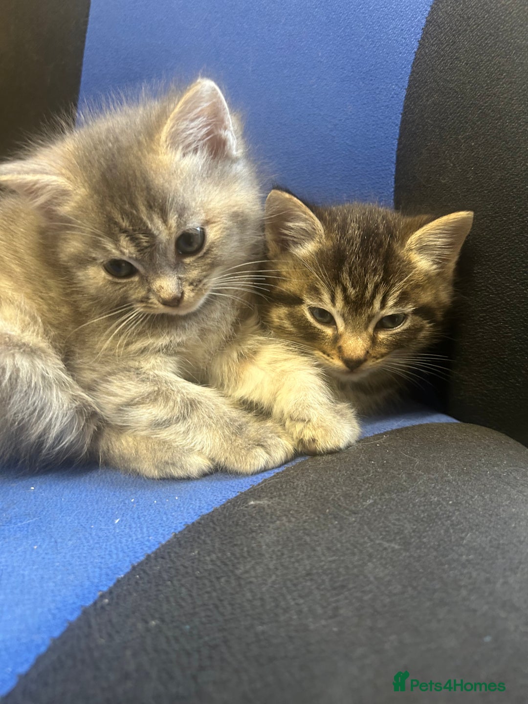 Ragdoll cats for sale: Ragdoll British Blue x beautiful furbabies - Advert 10