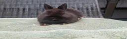 Netherland Dwarf rabbits for sale: Netherland Dwarf Rabbits for sale  - Advert 10