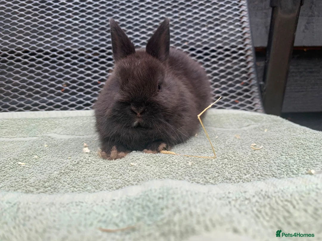 Netherland Dwarf rabbits for sale: Netherland Dwarf Rabbits for sale  - Advert 10