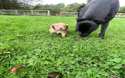 Cocker Spaniel dogs for sale: KC registered cocker spaniel pups for sale  - Image 22
