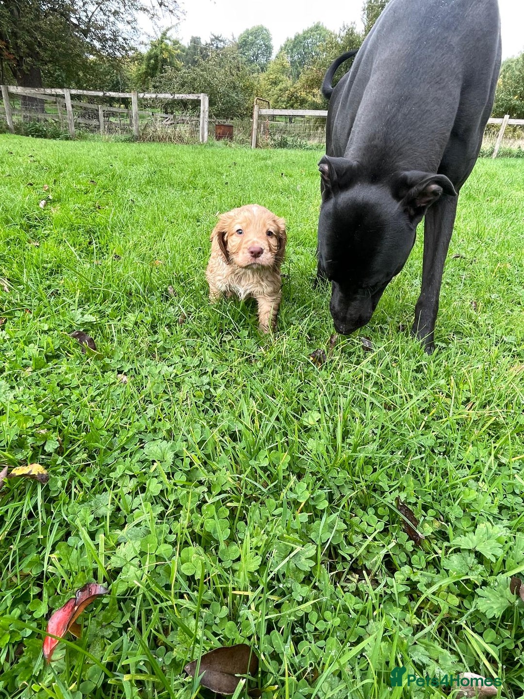 Cocker Spaniel dogs for sale: KC registered cocker spaniel pups for sale  - Image 22