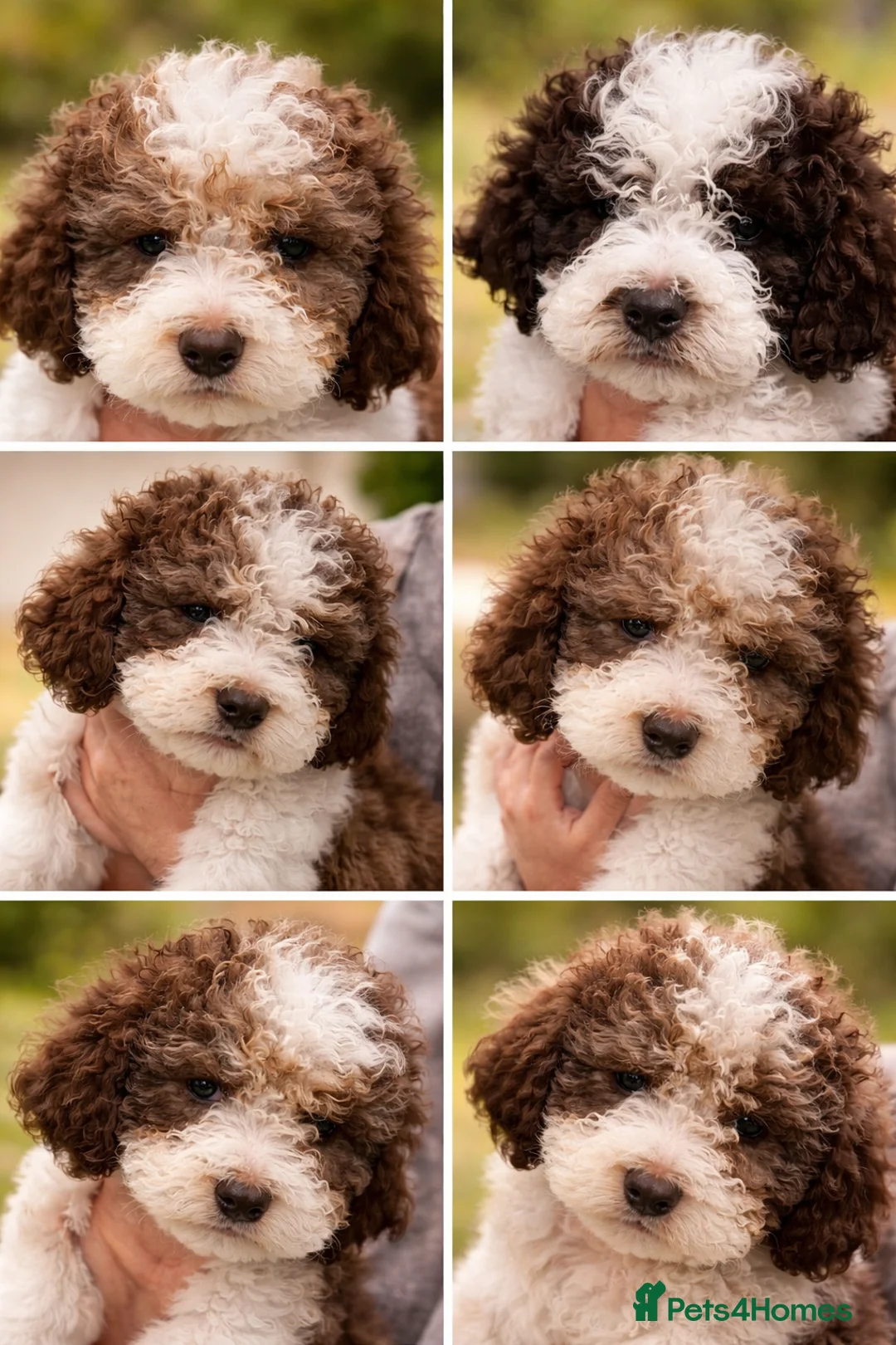 Lagotto Romagnolo dogs for sale: Lagotto Romagnolo - Advert 2