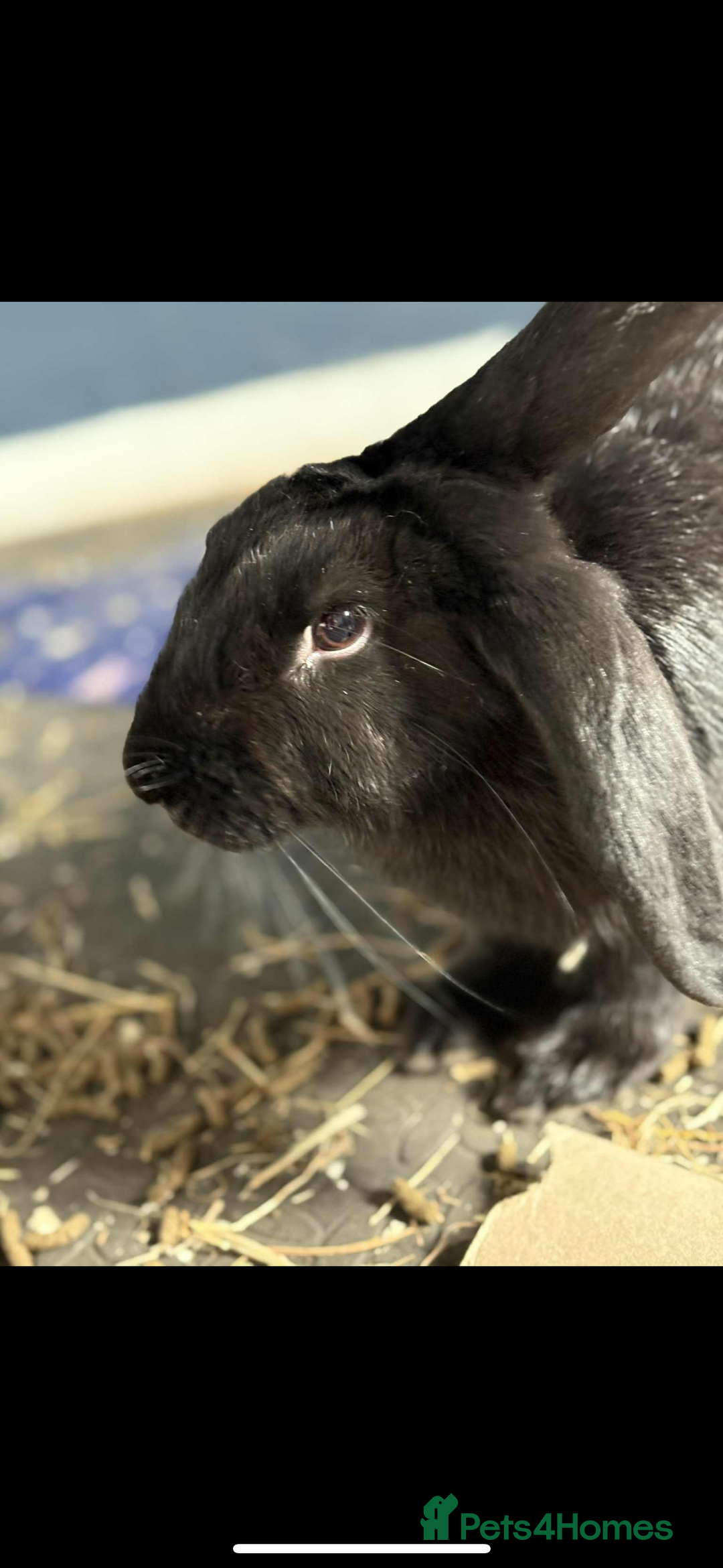 English rabbits for sale: Black rabbit named willow  - Image 1