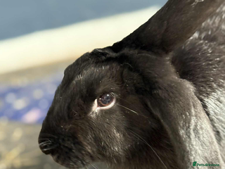 English rabbits - Advert 1