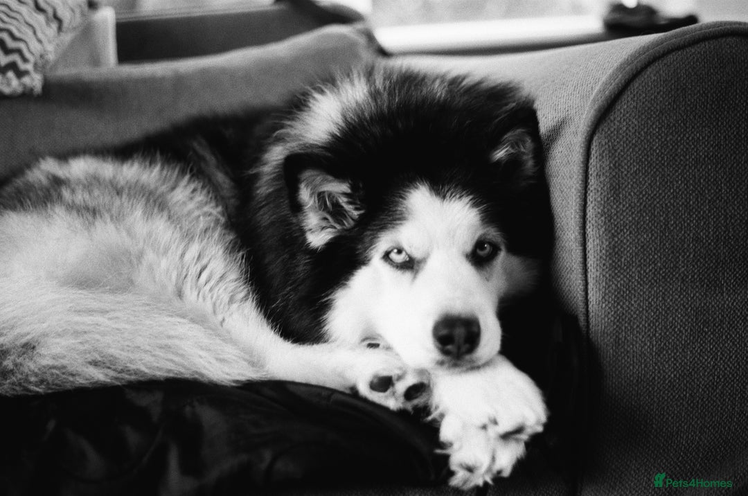 Siberian Husky dogs for sale: 8yr old husky  - Advert 3