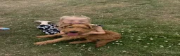 Irish Terrier dogs for sale: Beautiful Irish Terrier for sale - 1.5 years old  - Advert 4