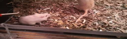 Rat rodents for sale: Rats for sale - Advert 3
