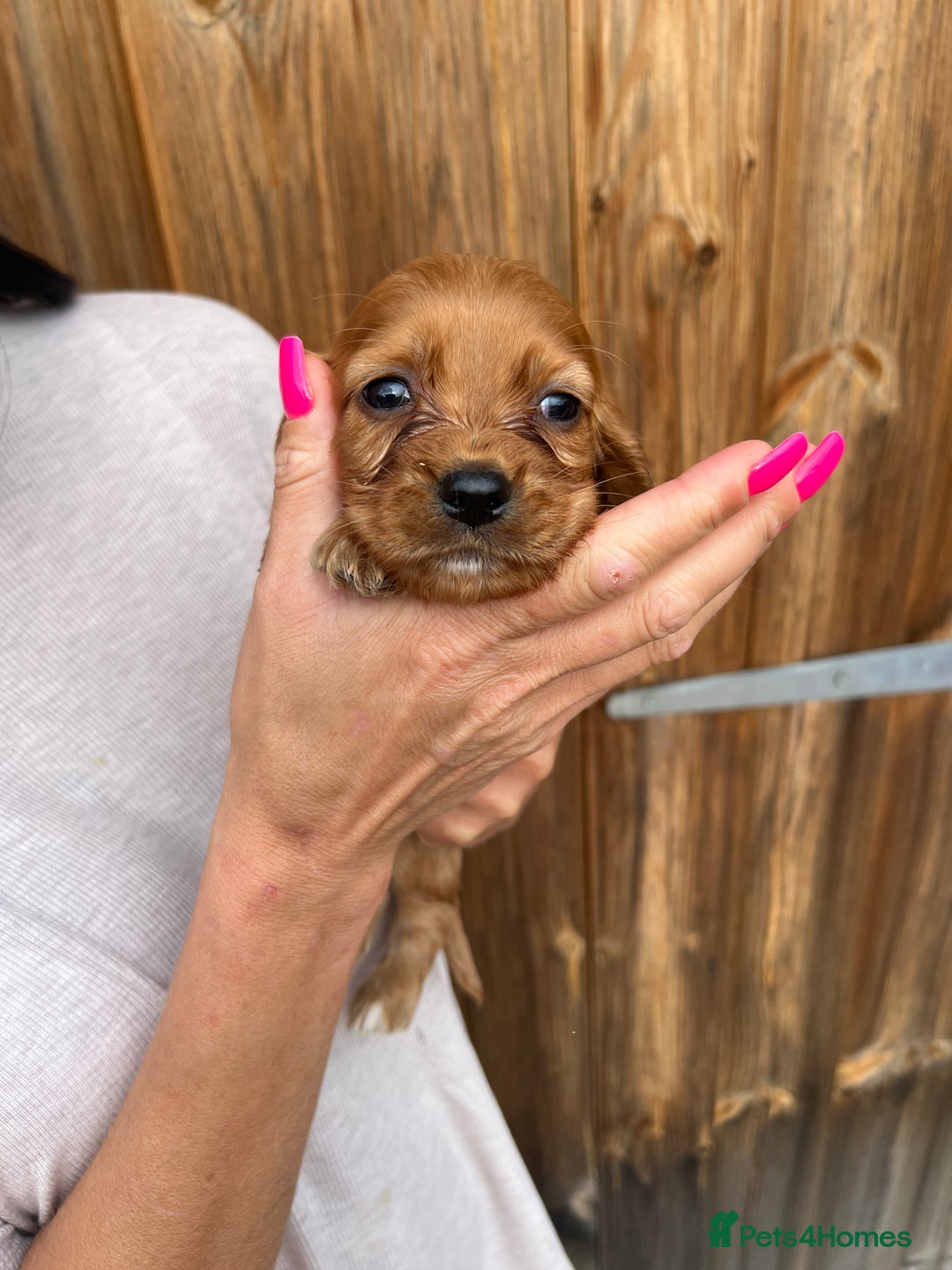 Cockalier dogs for sale: Cockaliers  - Image 14