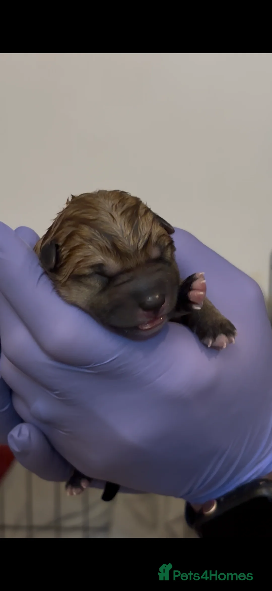 Japanese Shiba Inu dogs for sale: Japanese Shiba Inu  - Advert 2