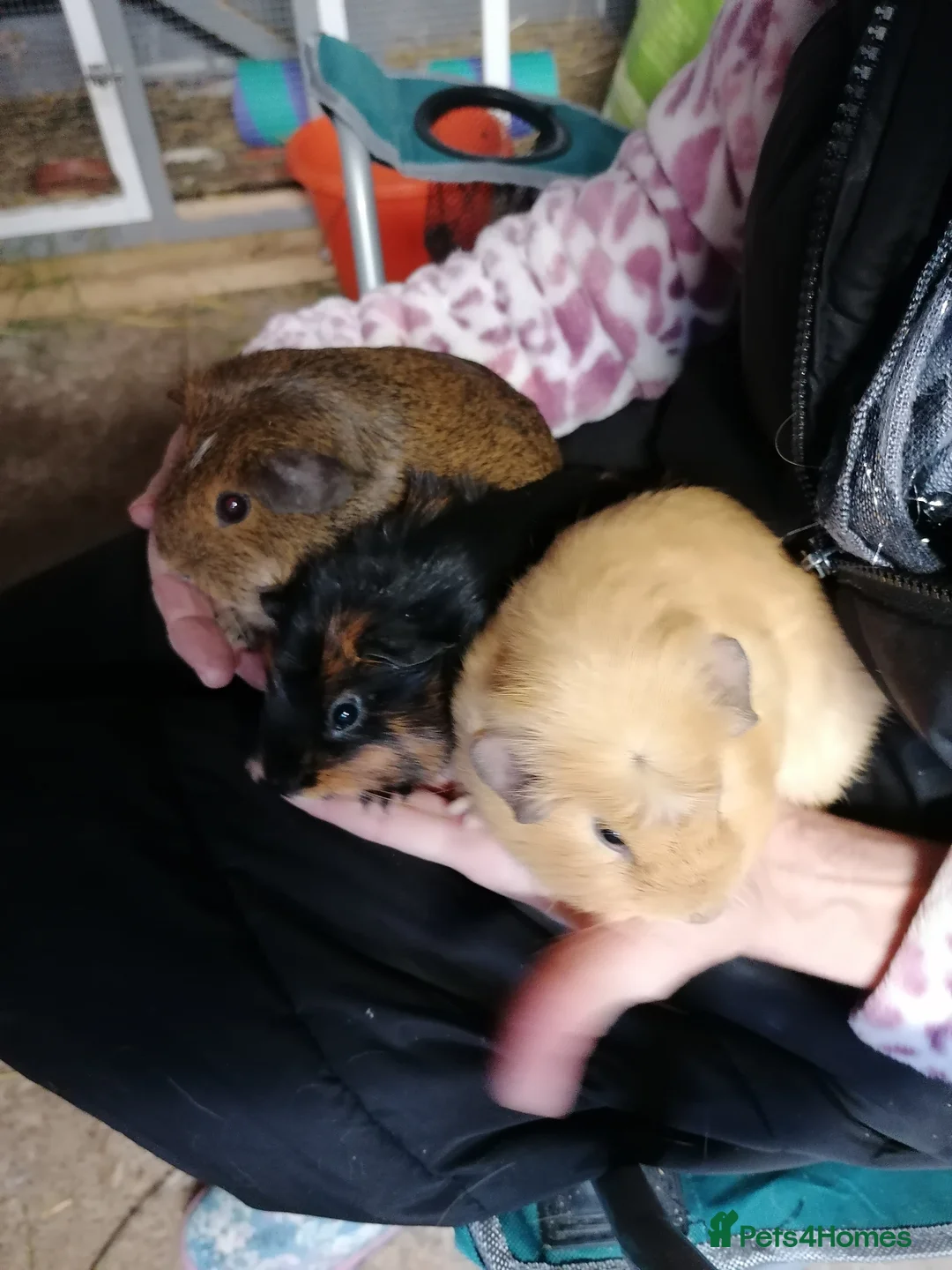 Guinea Pig rodents for sale: 3 lovely girl guinipigs for sale - Advert 2