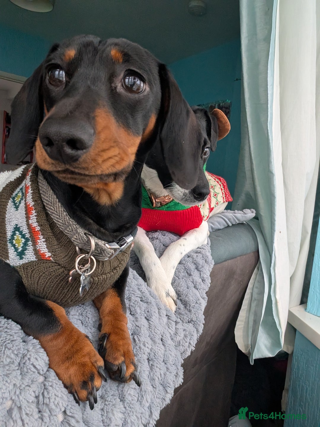 Miniature Dachshund dogs for stud: STUD - KC REG Mini Dachshund -PROVEN - Image 14