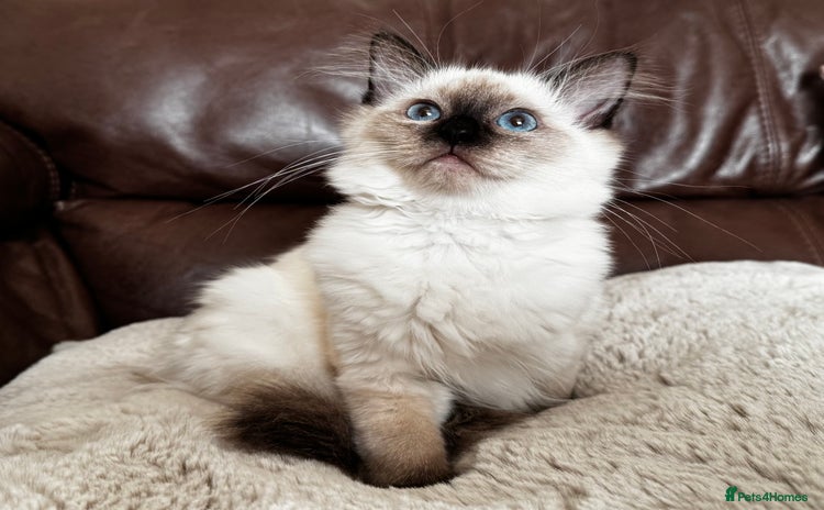 Ragdoll cats - Advert 1