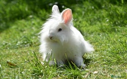 Mixed Breed rabbits for sale: 6 Month Old Lionhead x Angora Does - Image 2