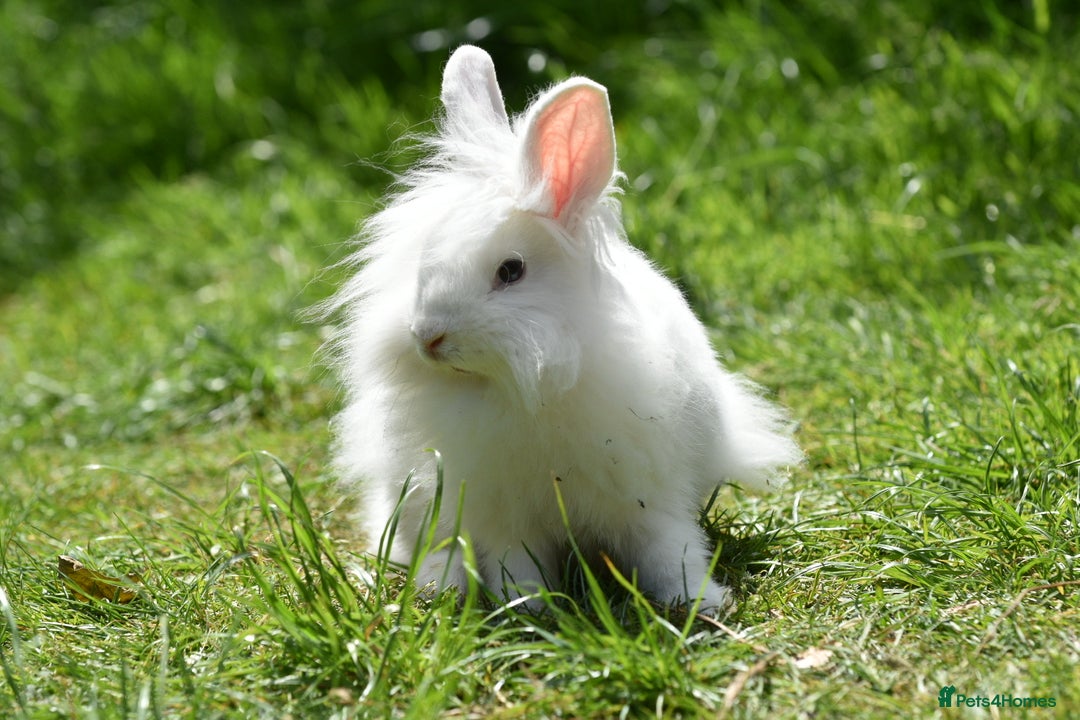 Mixed Breed rabbits for sale: 6 Month Old Lionhead x Angora Does - Image 2