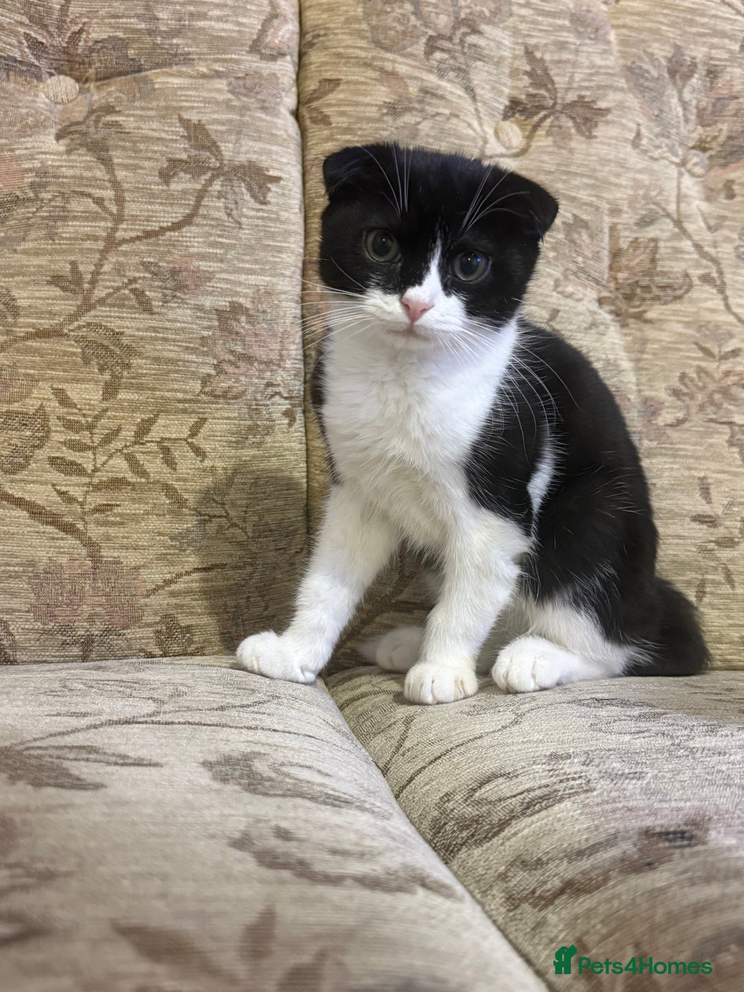 British Longhair cats for sale: British long hair and Scottish fold male & female  - Advert 8