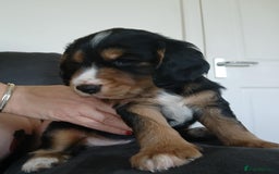 Cocker Spaniel dogs for sale: 3Beautiful show type cocker spaniels 💕♥️ 💙💕 - Image 2
