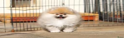 Pomeranian dogs for sale: Adorable Pomeranian boy and girl for sale - Advert 5