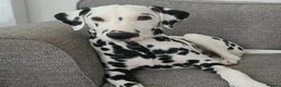 Dalmatian dogs for sale: 🐾2 left🐾 top pedigree pups - Advert 4