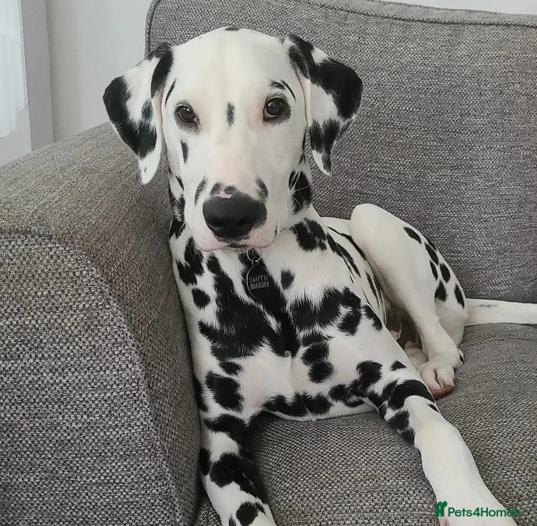 Dalmatian dogs for sale: 🐾2 left🐾 top pedigree pups - Advert 4