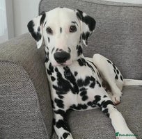 Dalmatian dogs 🐾 ** puppies 🧑 ** - Advert 3