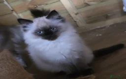 Ragdoll cats for sale: Captain Tom - Image 4