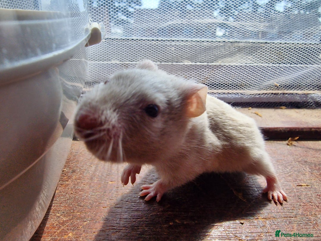 Hamster rodents for sale:  **last 2 now reserved *** Baby syrian hamsters  - Image 3