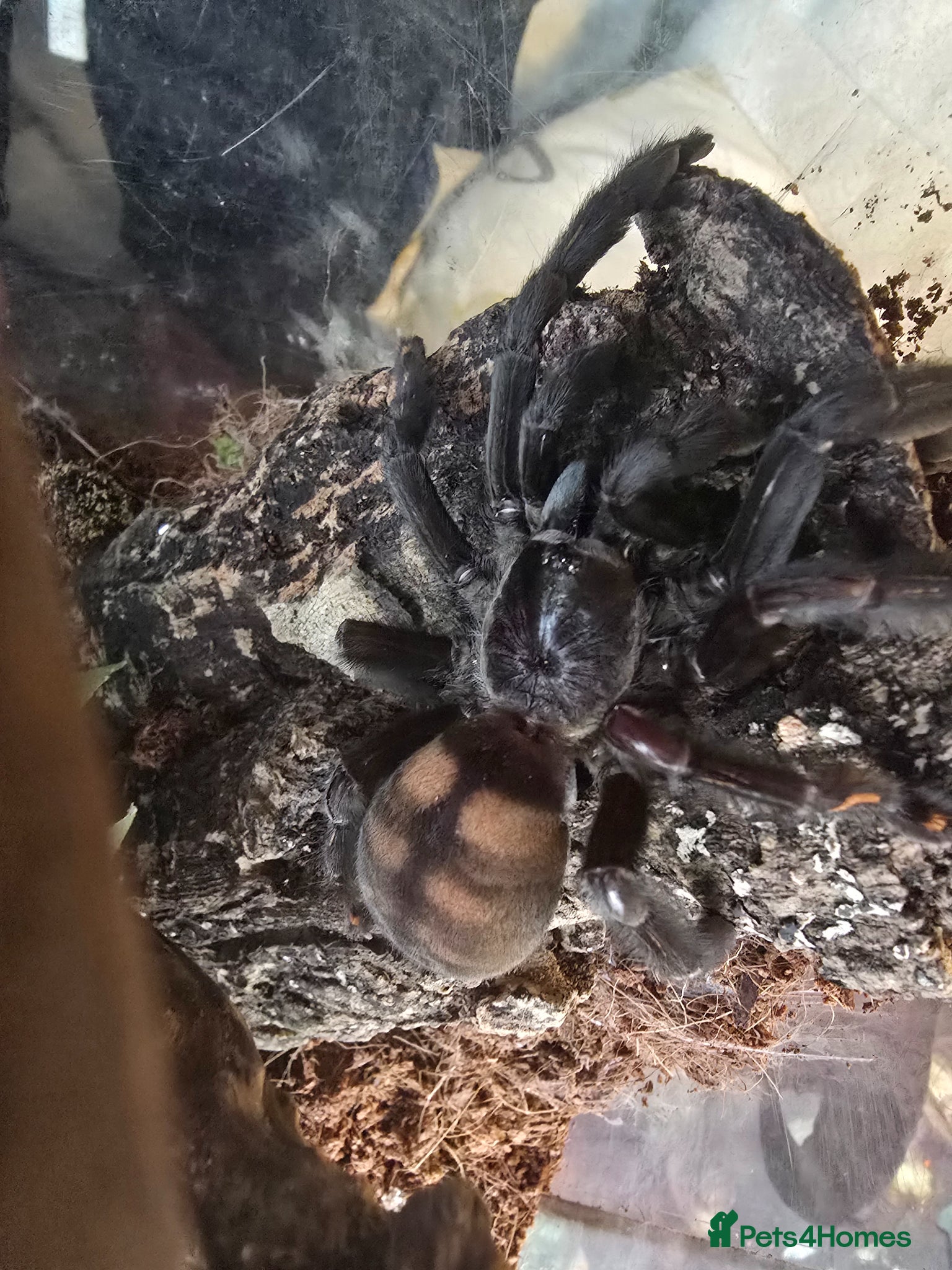 Mixed Breed reptiles for sale: Reptiles, Tarantulas & Enclosures for Sale in Bradford - Advert 18