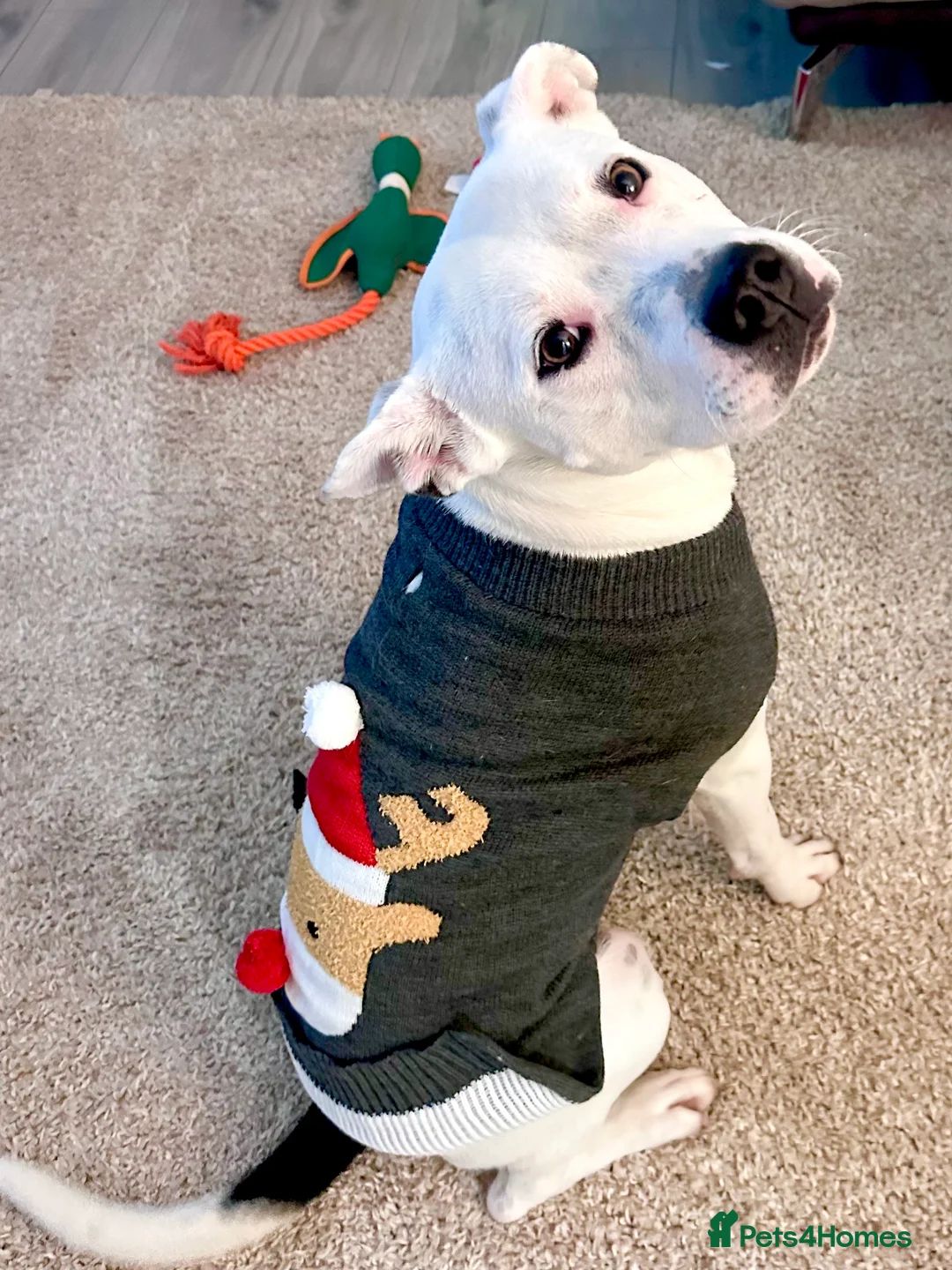 Mixed Breed dogs for sale: Daphne  - Advert 6