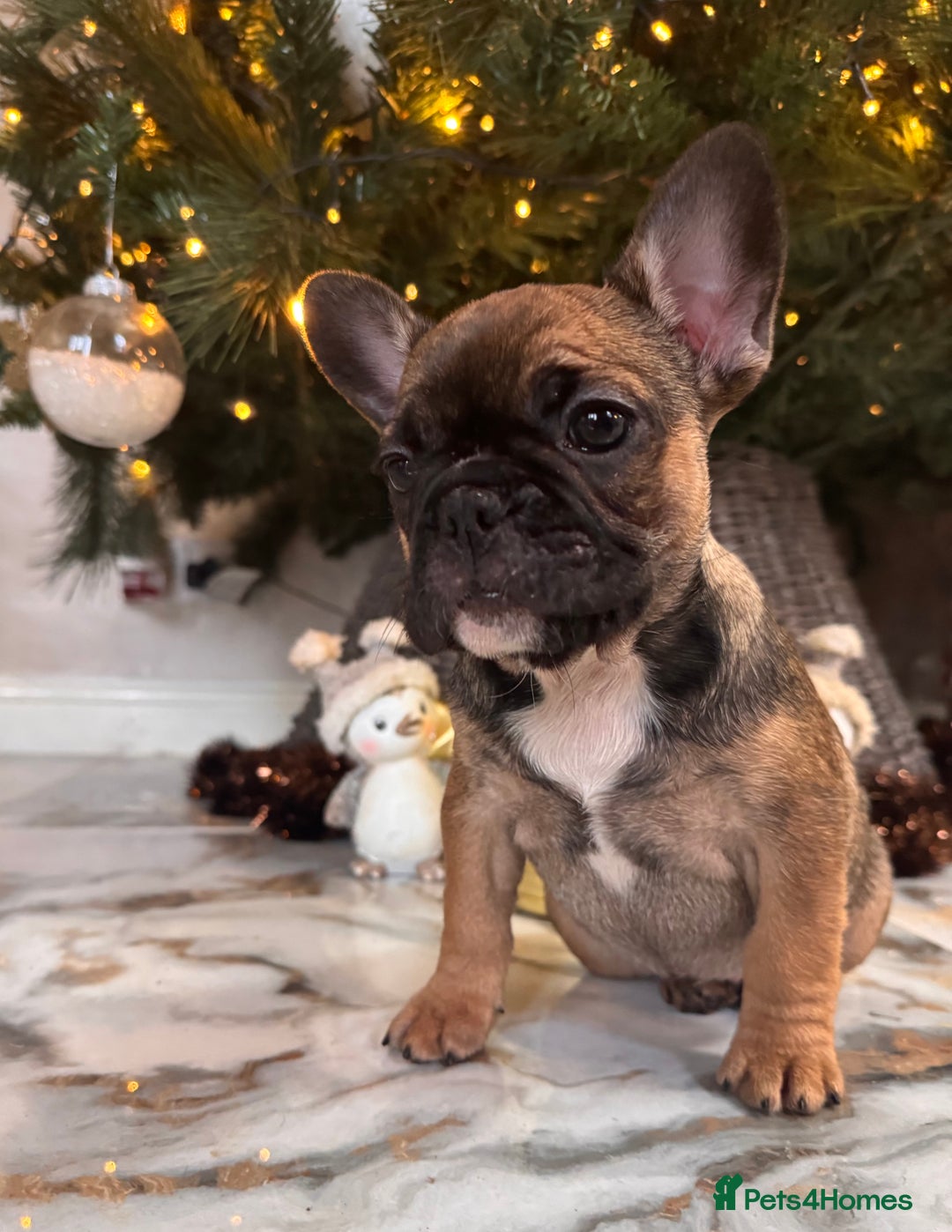 French Bulldog dogs for sale: Champion Sired last female Fawn French bulldog - Advert 29