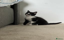 Mixed Breed cats for sale: Little boy looking for the new home - Image 4