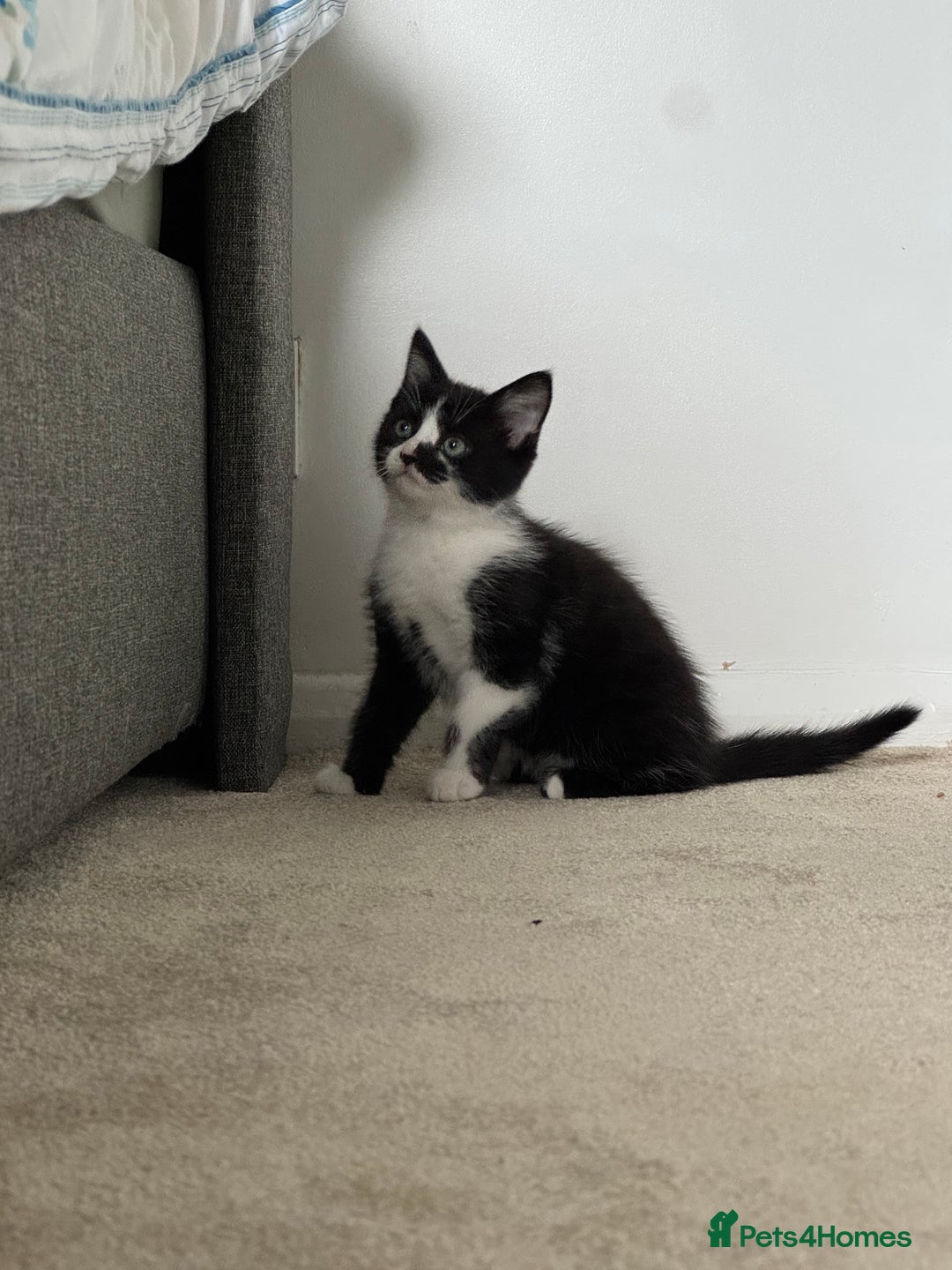 Mixed Breed cats for sale: Little boy looking for the new home - Image 4
