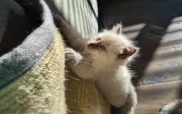 Ragdoll cats for sale: Blue Point and Seal Point Ragdoll kittens  - Image 5