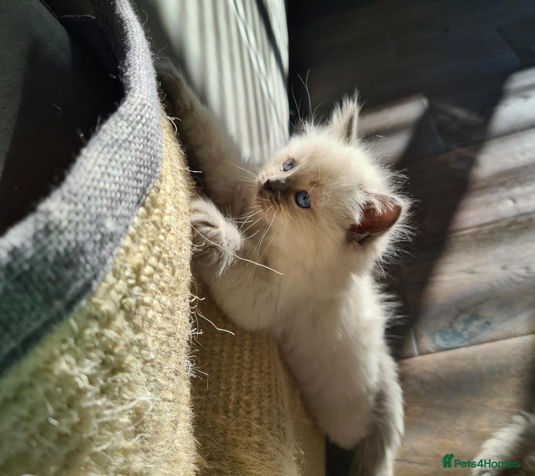 Ragdoll cats for sale: Blue Point and Seal Point Ragdoll kittens  - Image 5