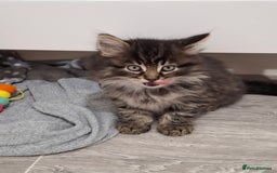 Maine Coon cats for sale: Absolutely Stunning Part Maine Coon Kittens - Advert 10