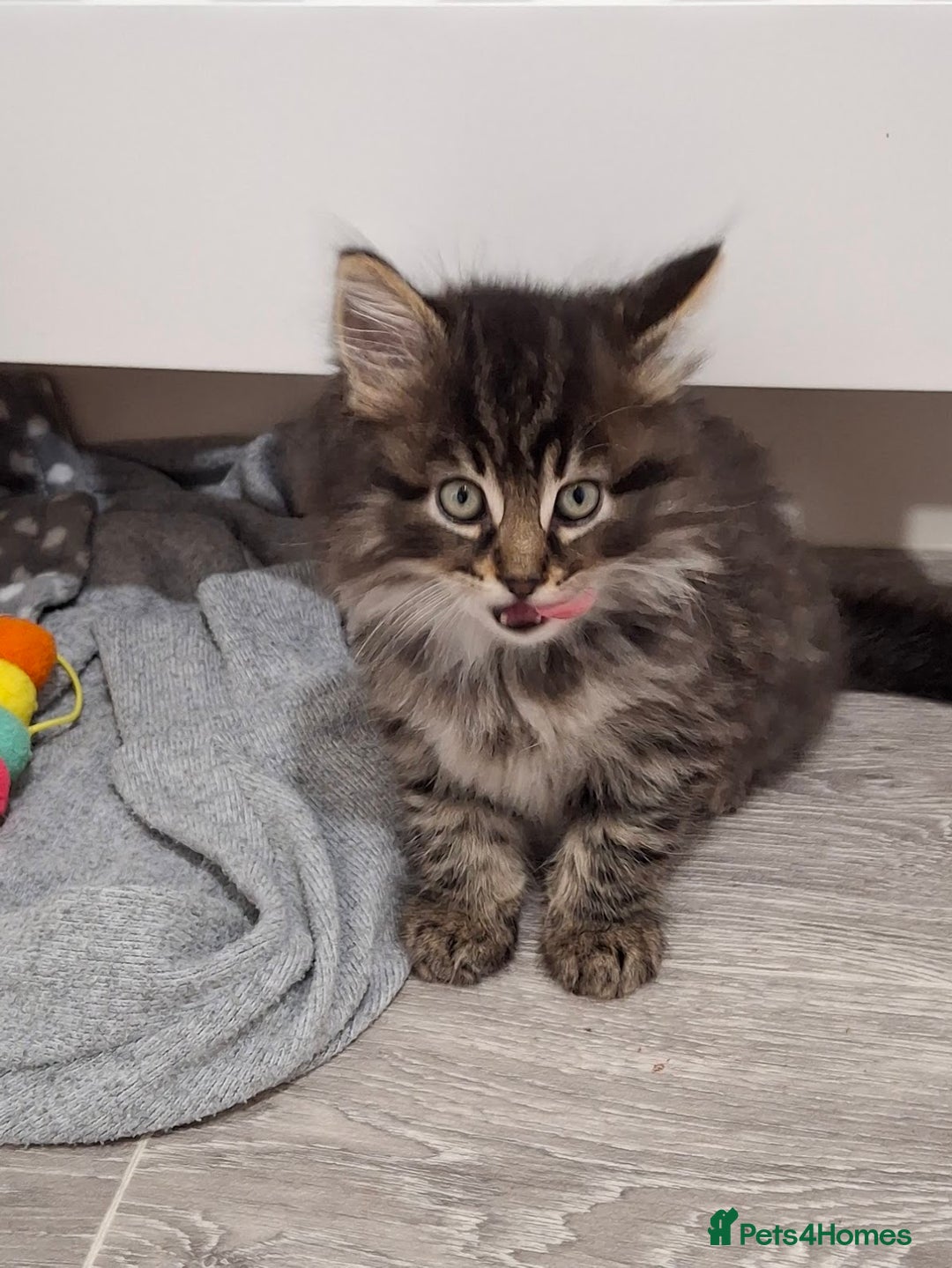 Maine Coon cats for sale: Absolutely Stunning Part Maine Coon Kittens - Advert 10