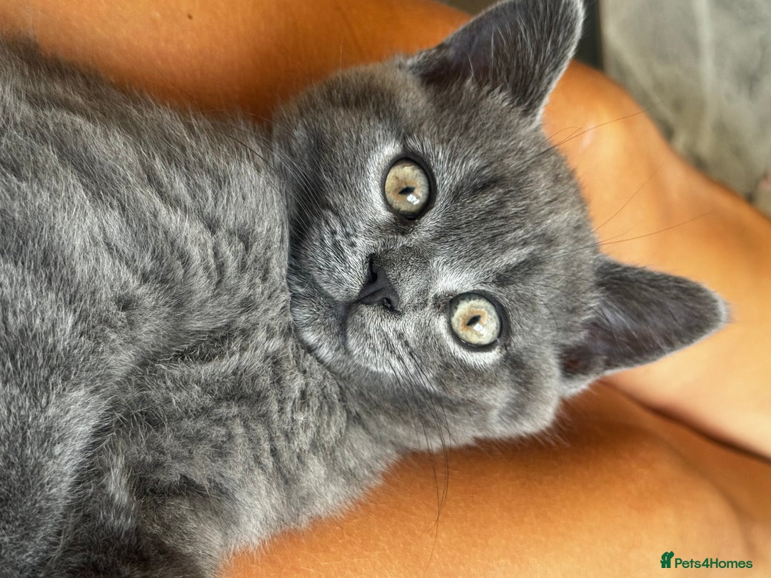 British Shorthair cats for sale: BeautifulScottish folds Ready now! Quality kittens - Image 38