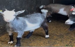 Goats livestock for sale: Hilarious friendly baby Pygmy kids for sale  - Image 3