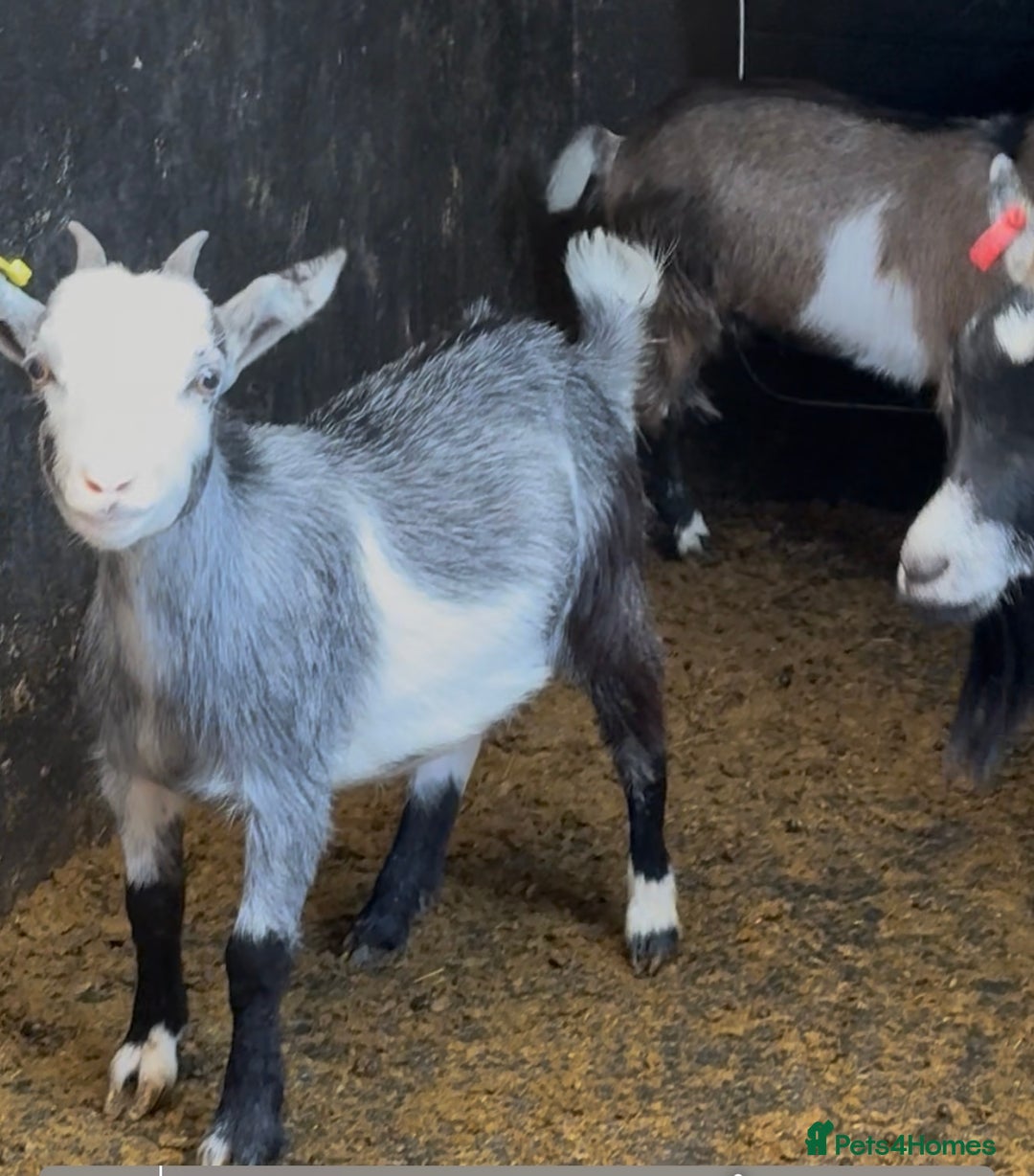 Goats livestock for sale: Hilarious friendly baby Pygmy kids for sale  - Image 3