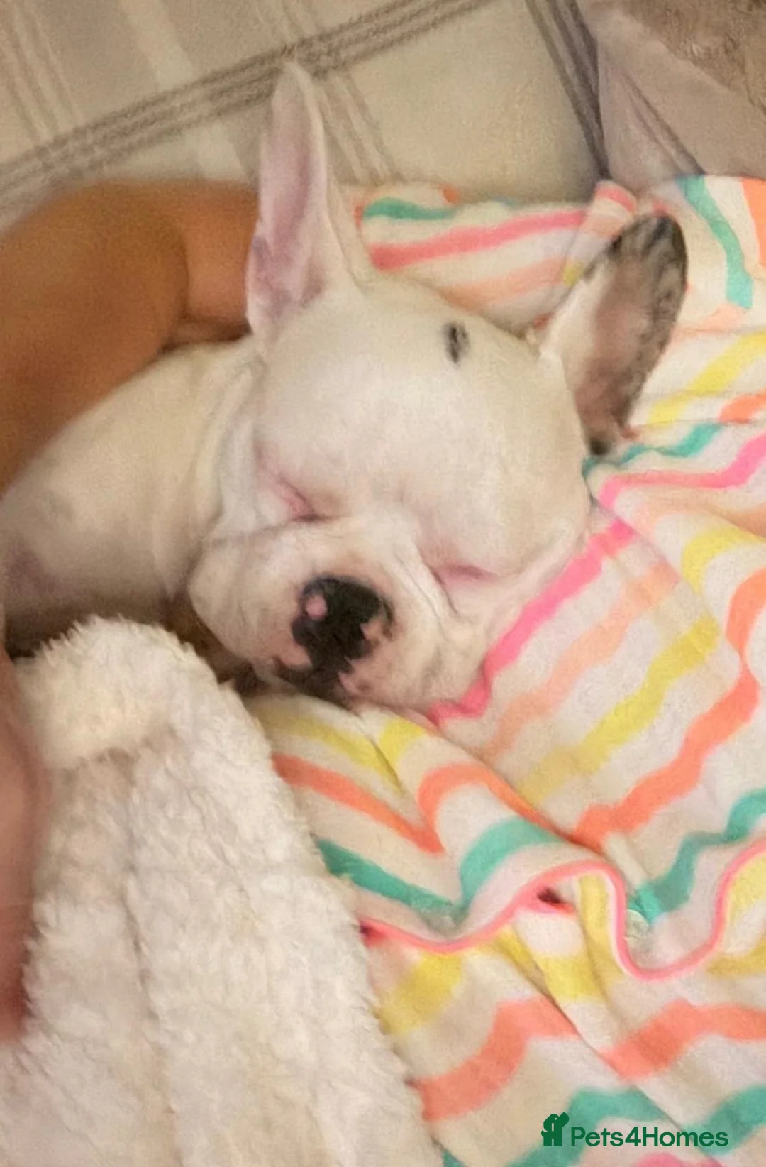French Bulldog dogs for sale: French bull dog  in Manchester - Advert 4