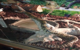 Snake reptiles for sale: False water cobra 5 years old - Image 1