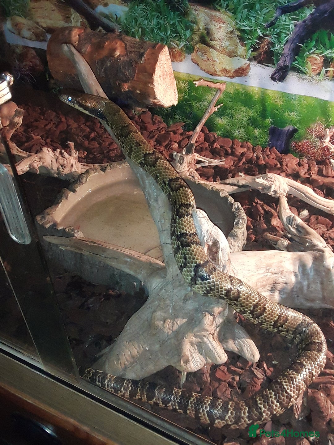 Snake reptiles for sale: False water cobra 5 years old - Image 1