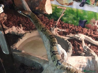 Snake reptiles - Advert 17