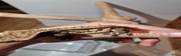 Gecko reptiles for sale: ✨️Pretty male crested gecko.✨️ frog butt 🐸 - Advert 4