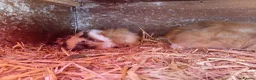 Guinea Pig rodents for sale: Baby guinea pigs  - Advert 3