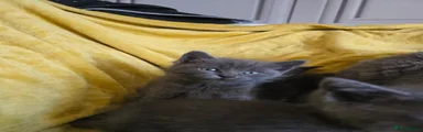 British Shorthair 2 boy