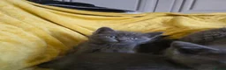 British Shorthair cats for sale: Gorgeous half British shorthair kittens  - Advert 25