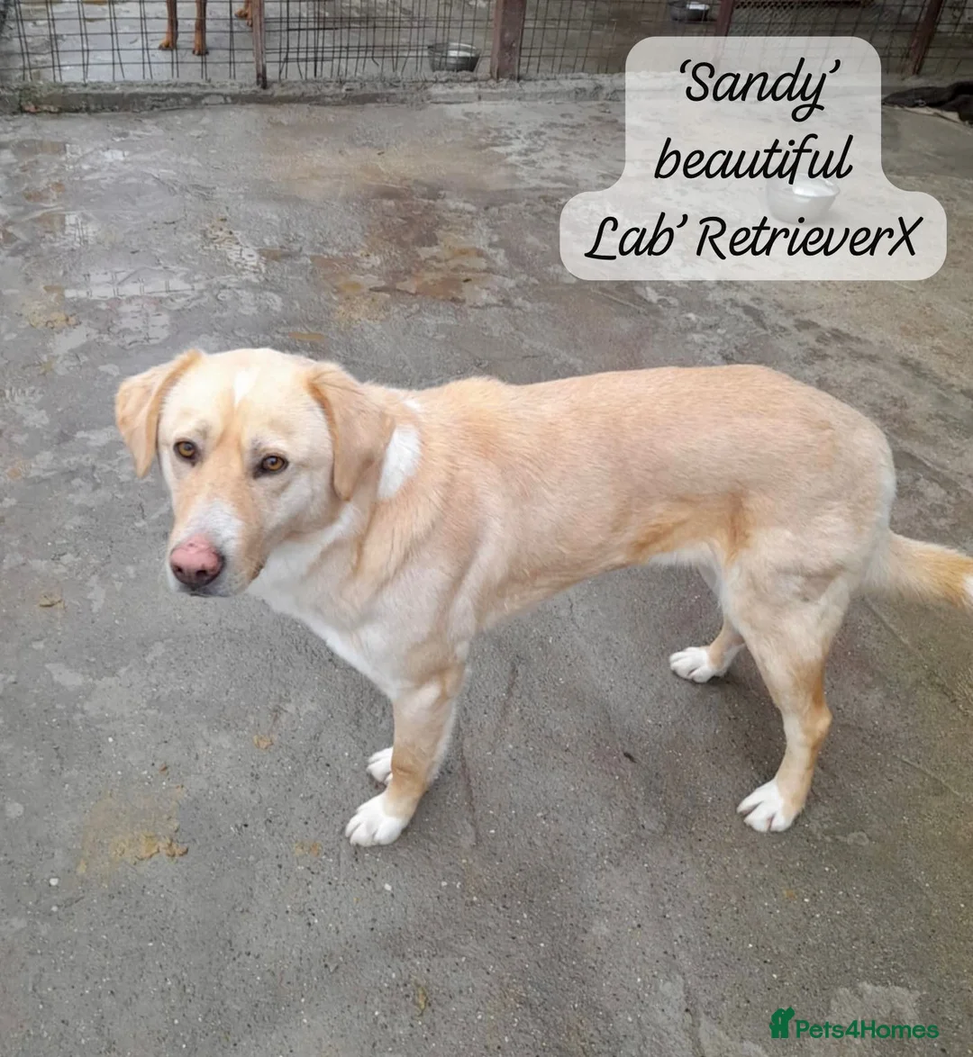 Mixed Breed dogs for adoption: Sandy, 3 yrs approx. Available for adoption. - Advert 4